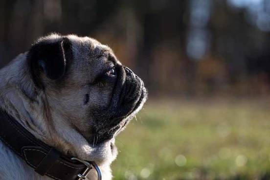 dog-staring-to-side