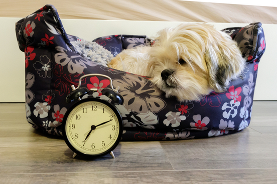 dog time