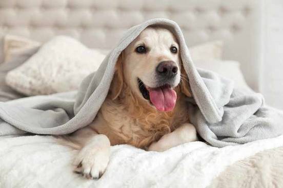 dog-under-blankets