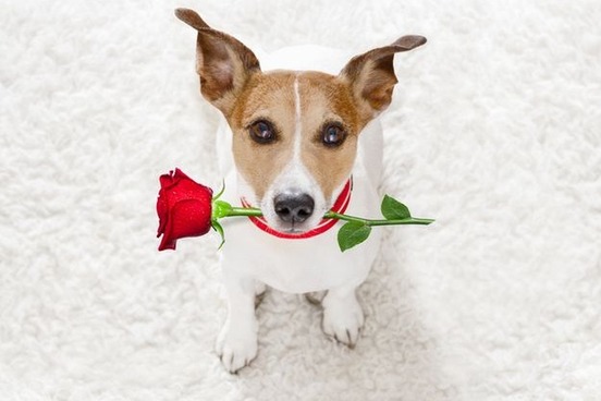 dog with flower in mouth