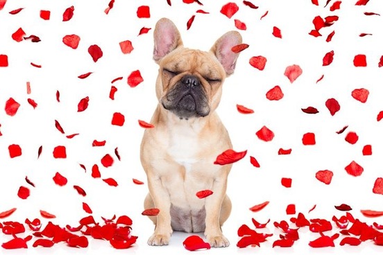 dog with flower petals