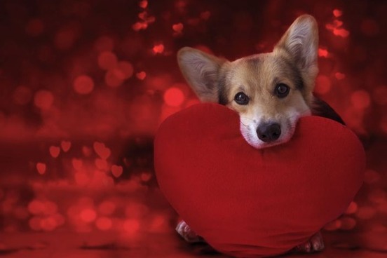 dog with heart pillow