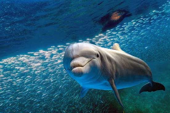 dolphin pictured in front of school of fish