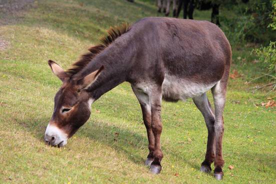donkey