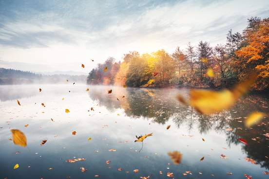 dry autumn leaves falling from the trees and floating on a water surface of the lake trees are reflecting in the water