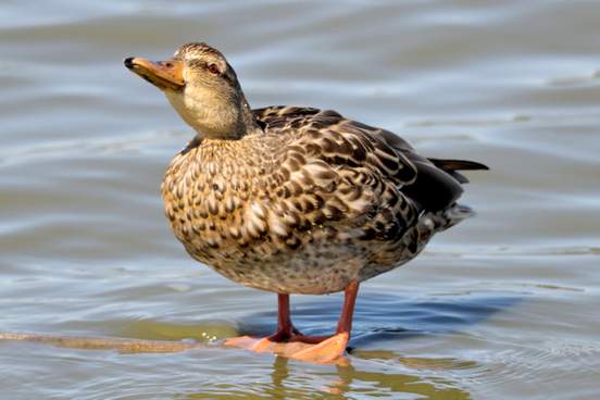 duck standing in water looking vaguely proud