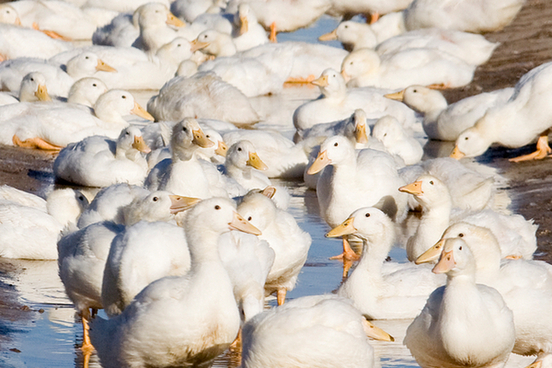 ducks ducks everywhere