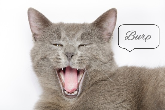 eructation with the burping kitty cat