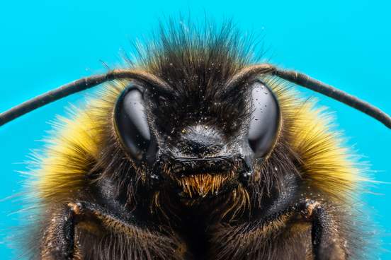 extreme macro of bumblebee with blue background