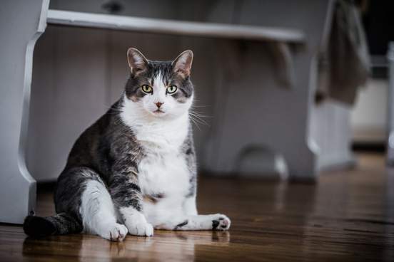 fat cat sitting on kitchen floor