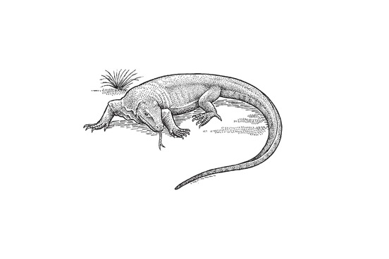 favorite pictures in the dictionary komodo dragon