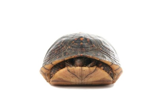 feckless turtle in its shell photo