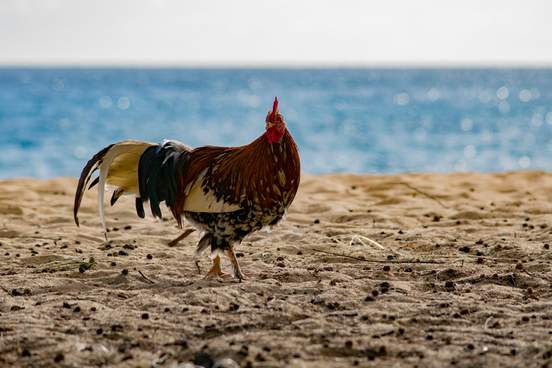 feral rooster on shipwrecks beach kuaui