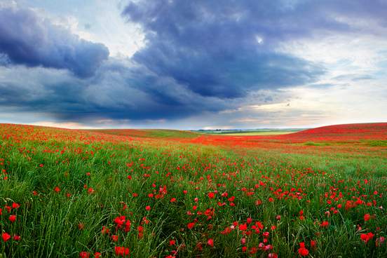 field of red poppies