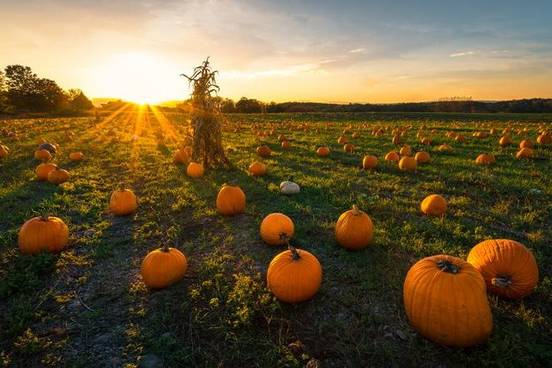 field-of-pumpkins