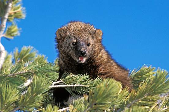 fisher martes pennanti adult standing in pine tree canada