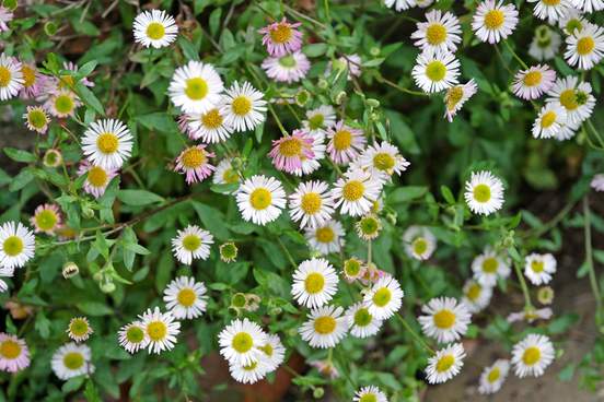 fleabane flowers