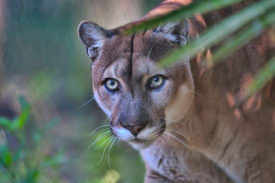florida panther looking through leaves of a palmetto tree