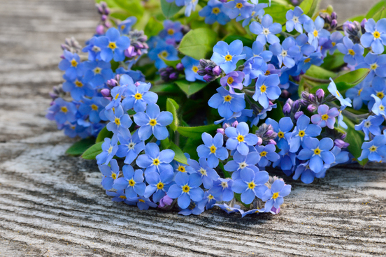 forget me nots