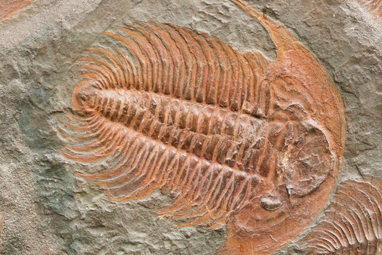 fossil