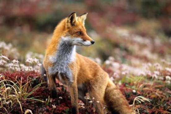 fox photo