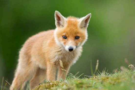 fox