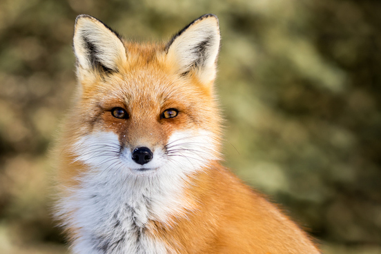 fox