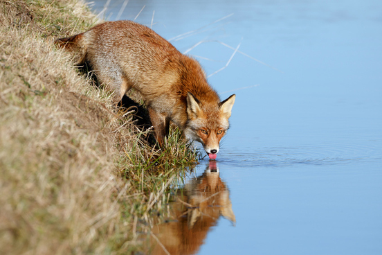 fox drunk