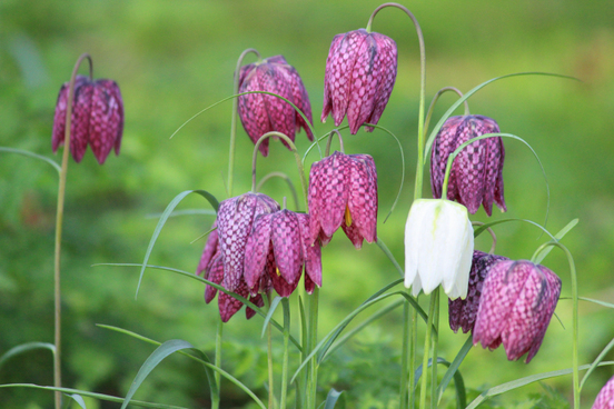 fritillaria