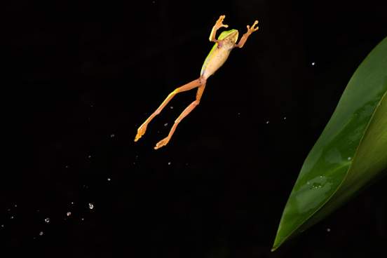 frog in mid air