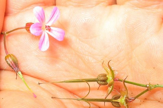 geranium_robertianum