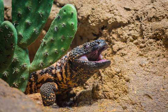 gila monster with mouth open next to a cactus
