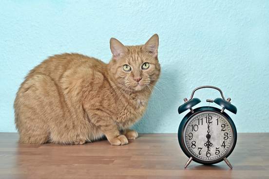 ginger cat sitting next to an old clock