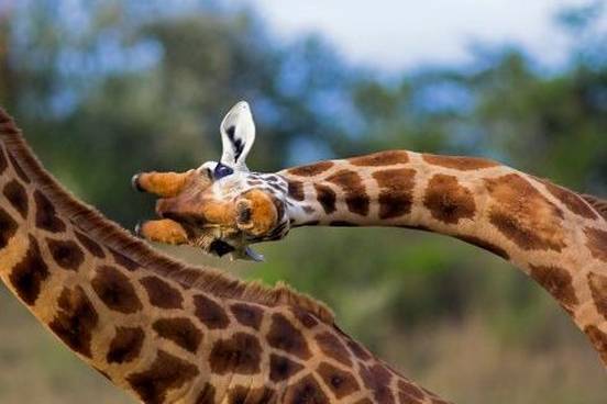 giraffe-craning-neck