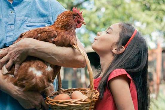 girl-with-chicken-and-eggs