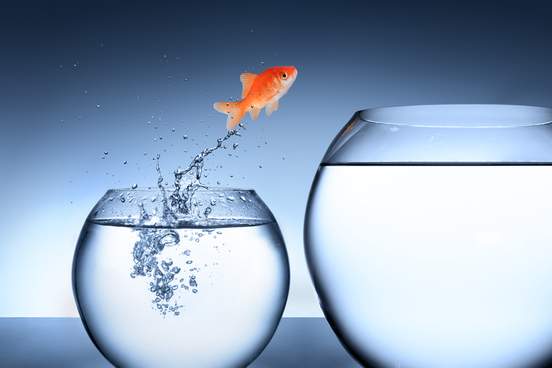 goldfish jumping from small bowl to larger