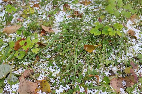 graupel on a grass field