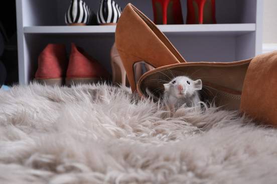 gray rat sitting on a rug