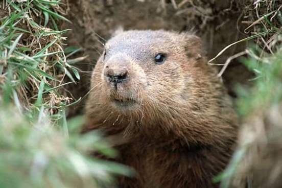 groundhog photo