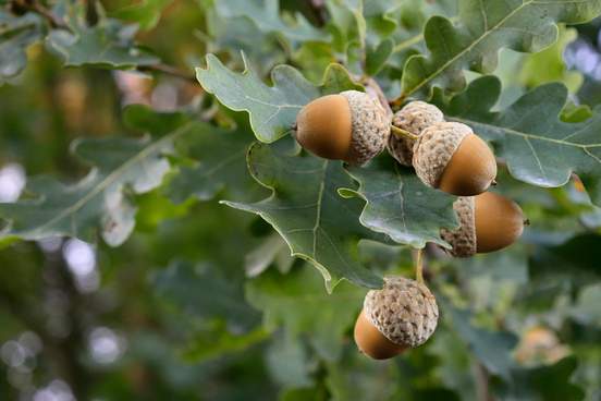growing brown acorns on an oak branch seeds fruits nuts of a forest tree autumn oak acorn