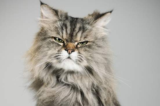 grumpy cat