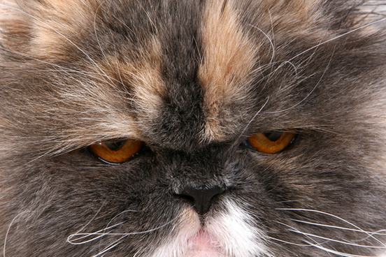 grumpy cat