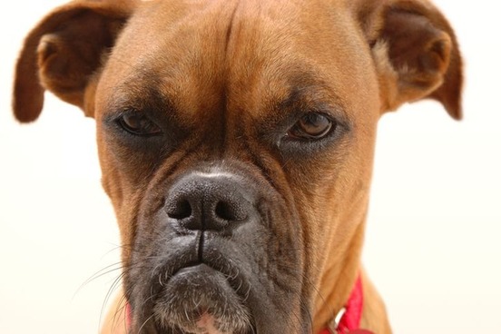 grumpy dog photo
