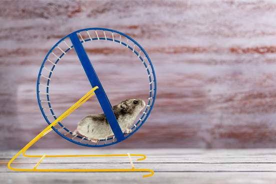 hamster running on wheel