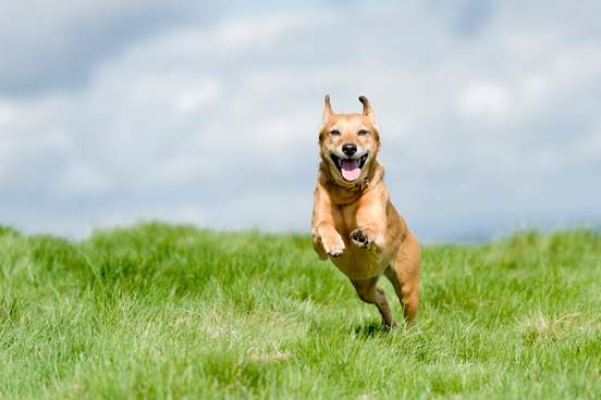 happy brown dog running over the hill