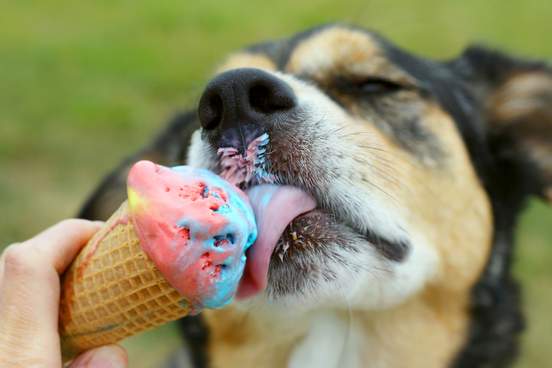 happy dog eating ice cream