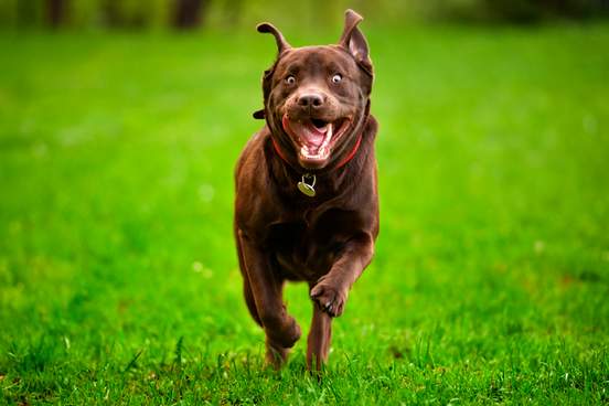 happy dog running in grass