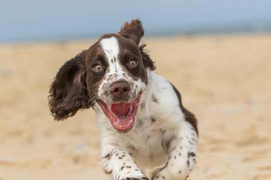 happy dog running on beach
