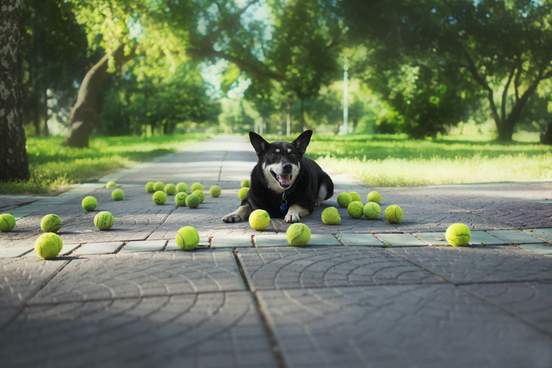 happy dog surrounded by tennis balls