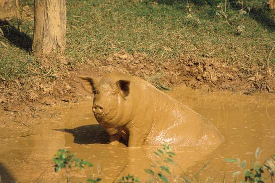 happy pig in mud